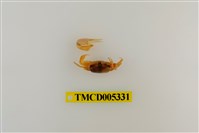 藏品(乳白南方招潮蟹)的圖片